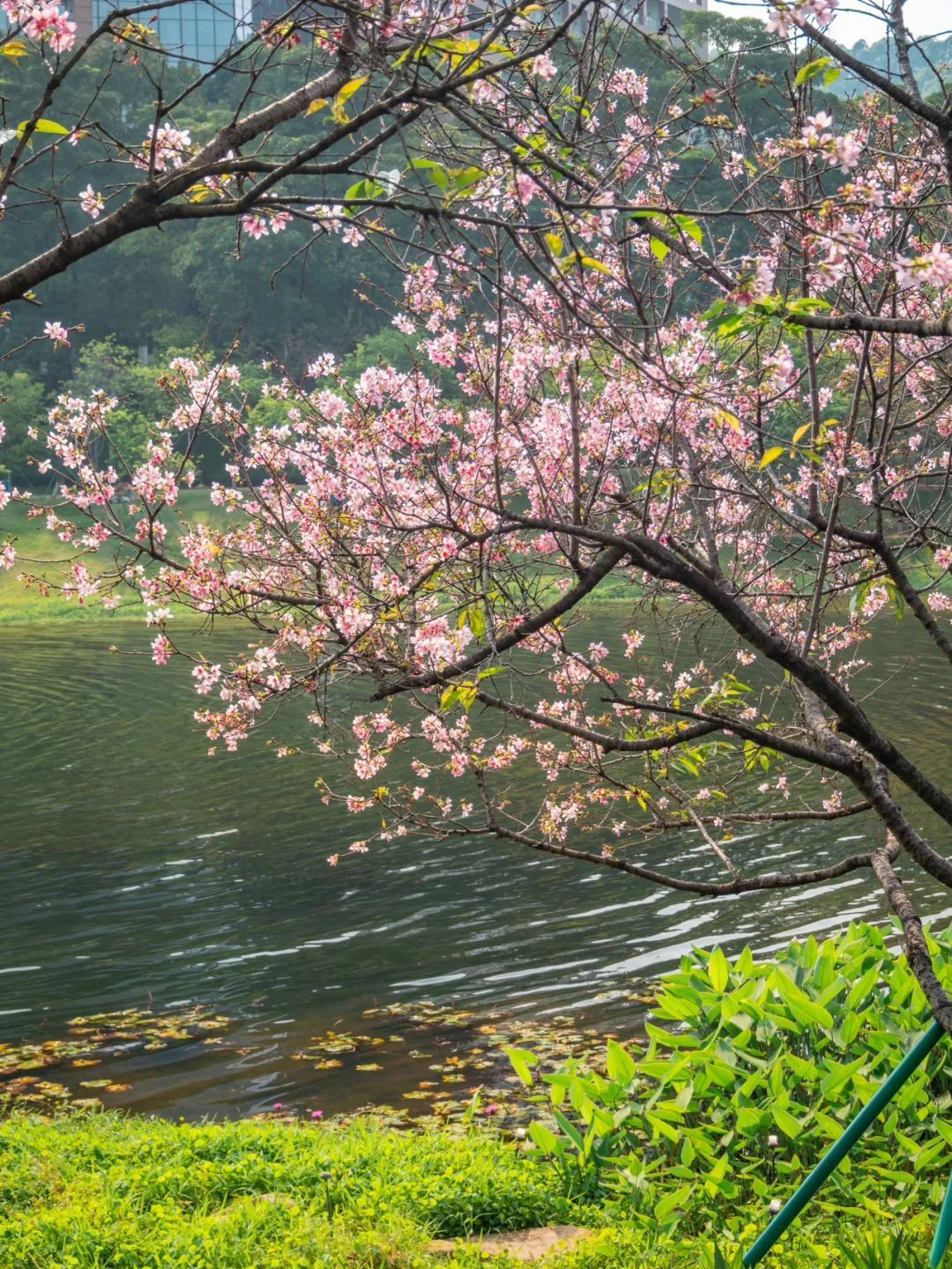 广州樱花开花时间_广州哪里适合郊游踏青_广州创业公园樱花