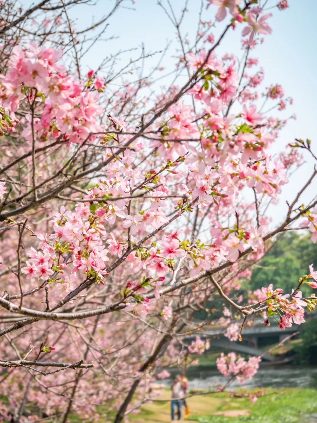 广州樱花开花时间_广州哪里适合郊游踏青_广州创业公园樱花