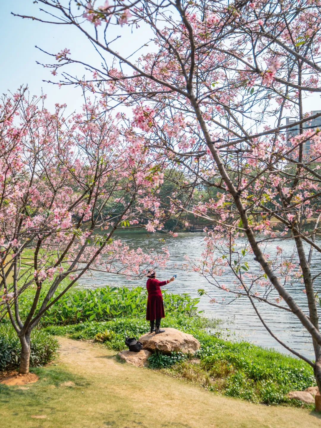 广州樱花开花时间_广州哪里适合郊游踏青_广州创业公园樱花