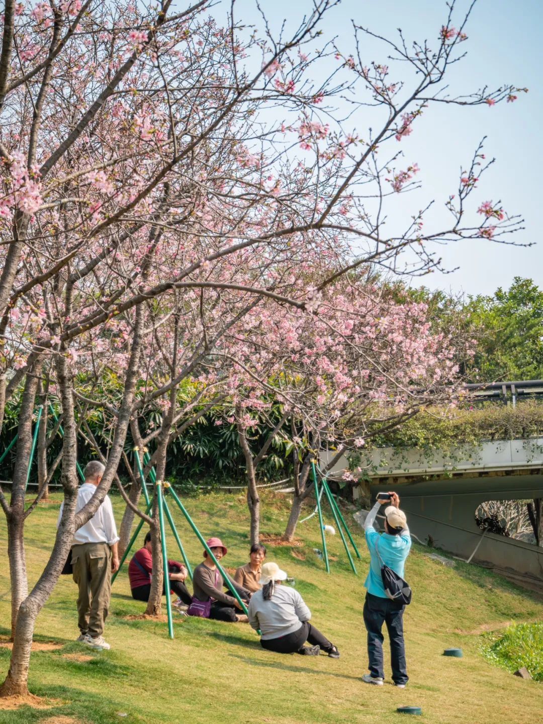 广州哪里适合郊游踏青_广州创业公园樱花_广州樱花开花时间