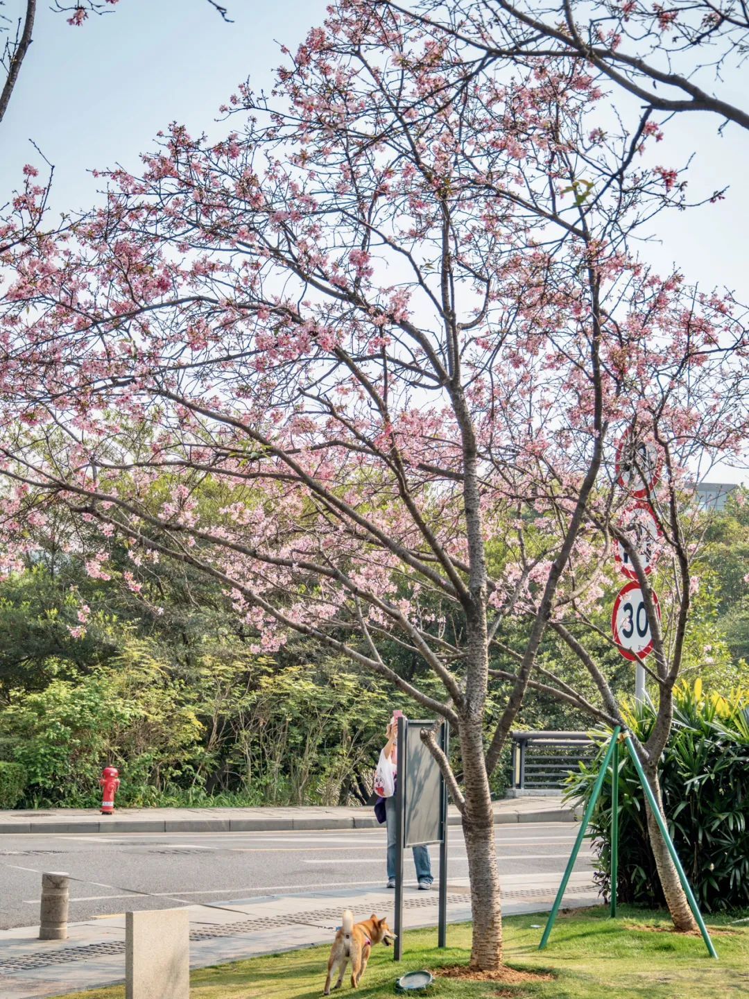 广州樱花开花时间_广州创业公园樱花_广州哪里适合郊游踏青