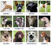 狗的品种大全（狗狗有多少品种）
