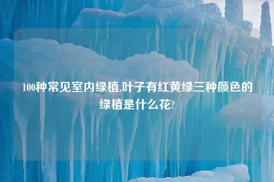 100种常见室内绿植,叶子有红黄绿三种颜色的绿植是什么花?