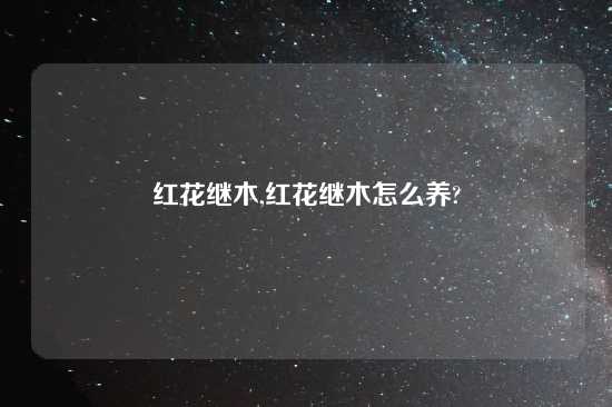 红花继木,红花继木怎么养?