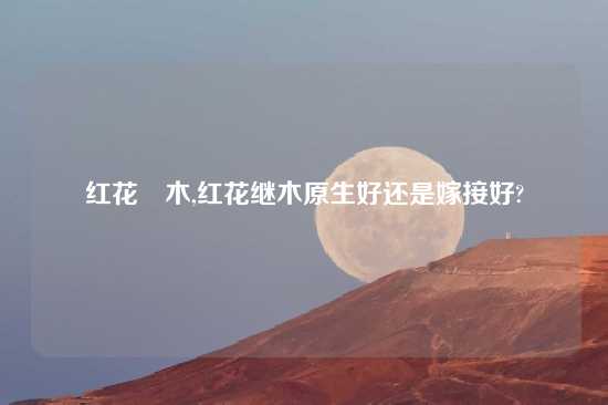 红花檵木,红花继木原生好还是嫁接好?
