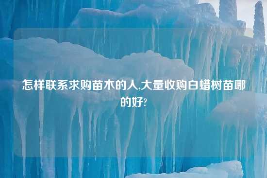 怎样联系求购苗木的人,大量收购白蜡树苗哪的好?