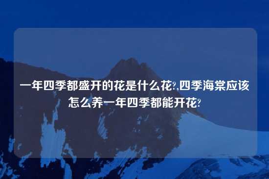 一年四季都盛开的花是什么花?,四季海棠应该怎么养一年四季都能开花?