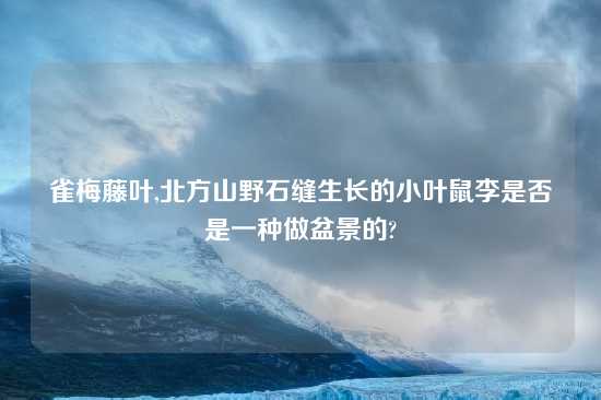 雀梅藤叶,北方山野石缝生长的小叶鼠李是否是一种做盆景的?