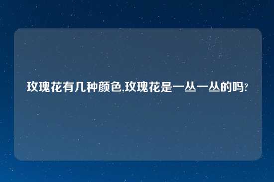 玫瑰花有几种颜色,玫瑰花是一丛一丛的吗?