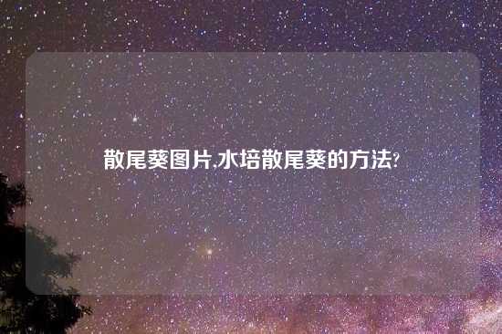 散尾葵图片,水培散尾葵的方法?