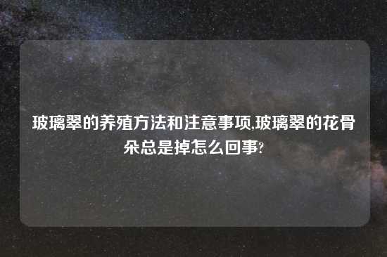 玻璃翠的养殖方法和注意事项,玻璃翠的花骨朵总是掉怎么回事?