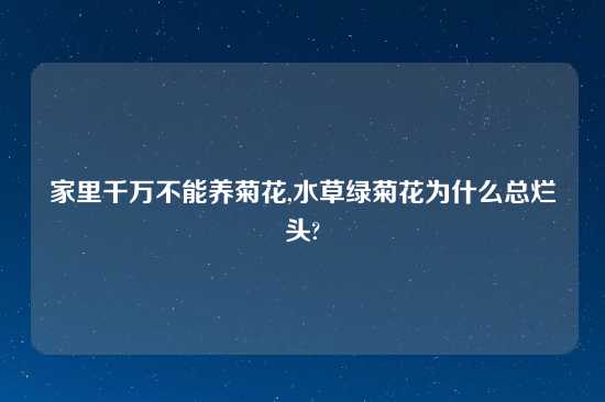 家里千万不能养菊花,水草绿菊花为什么总烂头?