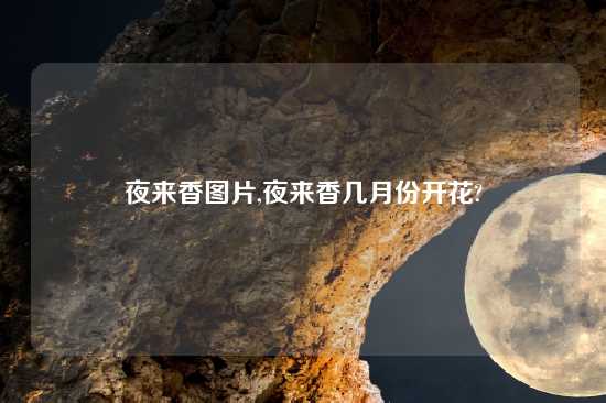 夜来香图片,夜来香几月份开花?