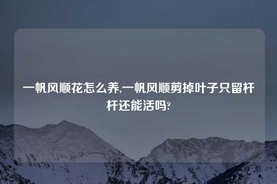 一帆风顺花怎么养,一帆风顺剪掉叶子只留杆杆还能活吗?