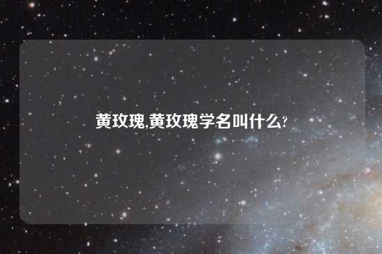 黄玫瑰,黄玫瑰学名叫什么?