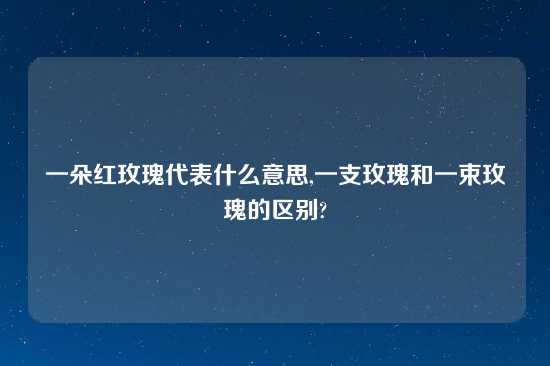 一朵红玫瑰代表什么意思,一支玫瑰和一束玫瑰的区别?