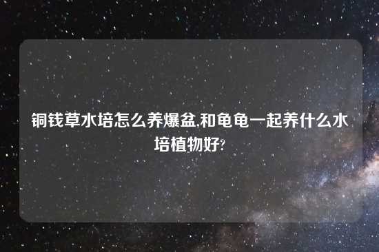 铜钱草水培怎么养爆盆,和龟龟一起养什么水培植物好?