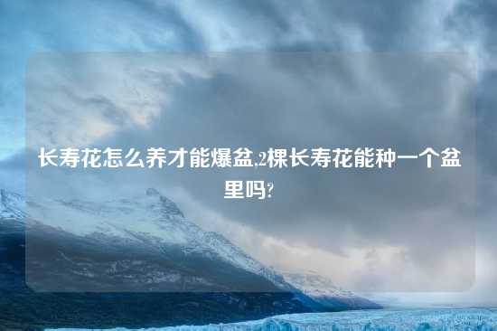 长寿花怎么养才能爆盆,2棵长寿花能种一个盆里吗?