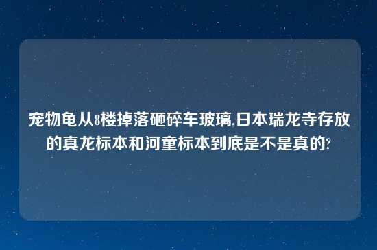 宠物龟从8楼掉落砸碎车玻璃,鬼子瑞龙寺存放的真龙标本和河童标本到底是不是真的?