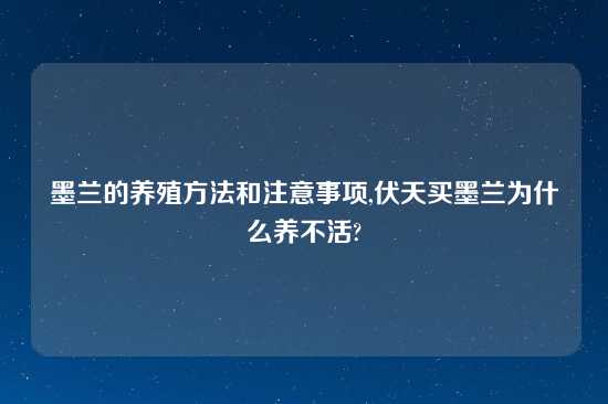 墨兰的养殖方法和注意事项,伏天买墨兰为什么养不活?