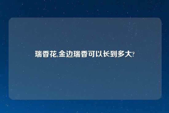 瑞香花,金边瑞香可以长到多大?