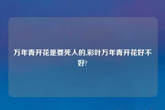 万年青开花是要死人的,彩叶万年青开花好不好?