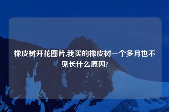 橡皮树开花图片,我买的橡皮树一个多月也不见长什么原因?