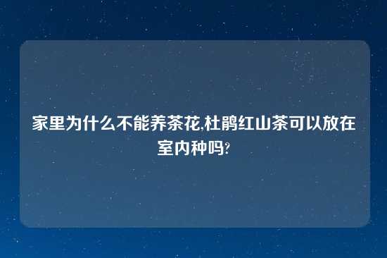 家里为什么不能养茶花,杜鹃红山茶可以放在室内种吗?