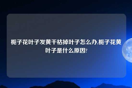 栀子花叶子发黄干枯掉叶子怎么办,栀子花黄叶子是什么原因?