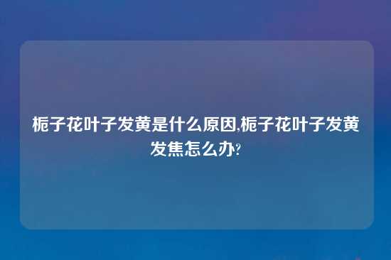 栀子花叶子发黄是什么原因,栀子花叶子发黄发焦怎么办?