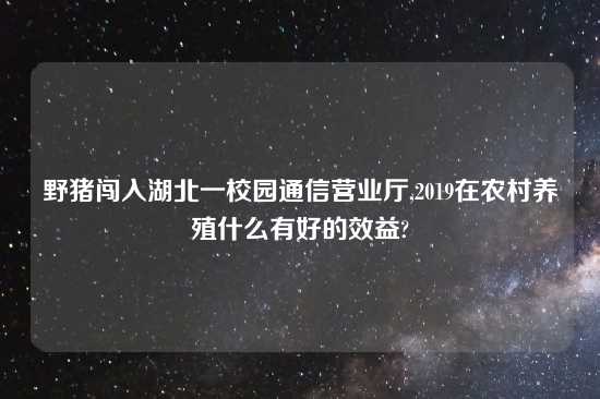 野猪闯入湖北一校园通信营业厅,2019在农村养殖什么有好的效益?