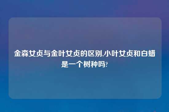 金森女贞与金叶女贞的区别,小叶女贞和白蜡是一个树种吗?