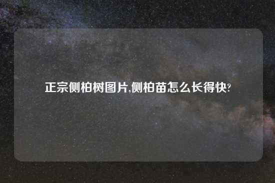 正宗侧柏树图片,侧柏苗怎么长得快?