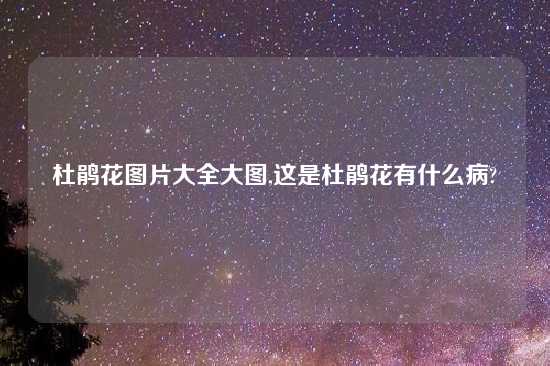 杜鹃花图片大全大图,这是杜鹃花有什么病?