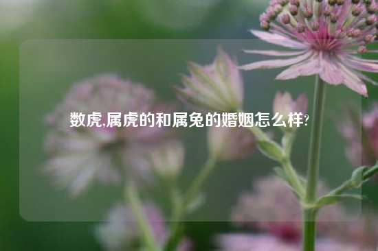 数虎,属虎的和属兔的婚姻怎么样?