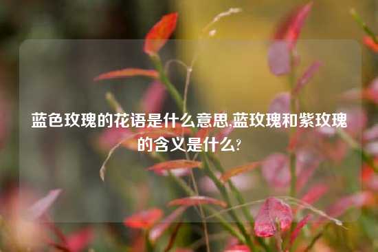 蓝色玫瑰的花语是什么意思,蓝玫瑰和紫玫瑰的含义是什么?