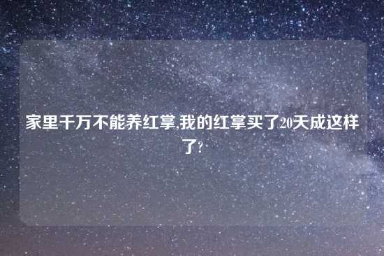 家里千万不能养红掌,我的红掌买了20天成这样了?