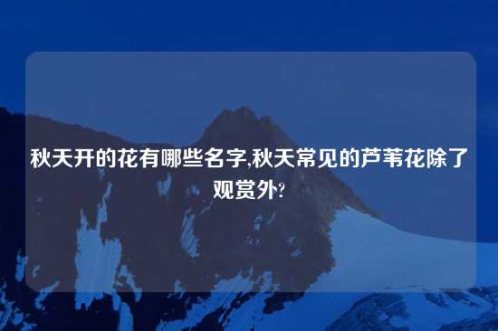 秋天开的花有哪些名字,秋天常见的芦苇花除了观赏外?