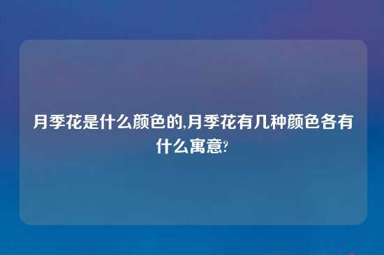 月季花是什么颜色的,月季花有几种颜色各有什么寓意?