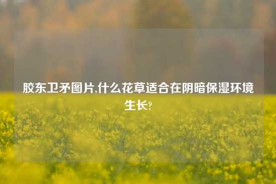 胶东卫矛图片,什么花草适合在阴暗保湿环境生长?