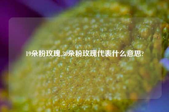 19朵粉玫瑰,30朵粉玫瑰代表什么意思?