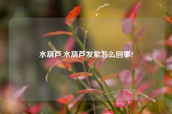 水葫芦,水葫芦发紫怎么回事?