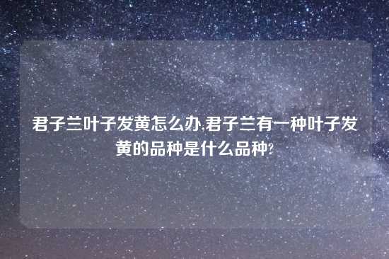 君子兰叶子发黄怎么办,君子兰有一种叶子发黄的品种是什么品种?