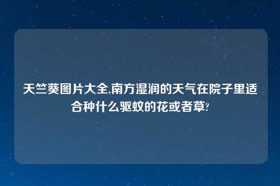 天竺葵图片大全,南方湿润的天气在院子里适合种什么驱蚊的花或者草?