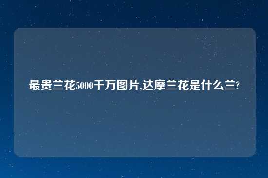 最贵兰花5000千万图片,达摩兰花是什么兰?