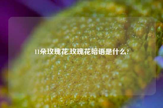 11朵玫瑰花,玫瑰花暗语是什么?