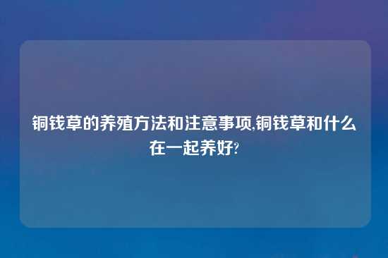 铜钱草的养殖方法和注意事项,铜钱草和什么在一起养好?