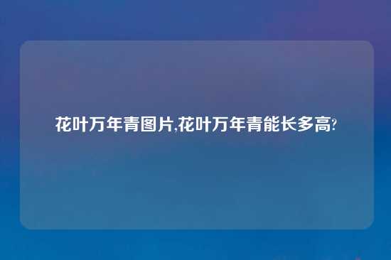 花叶万年青图片,花叶万年青能长多高?