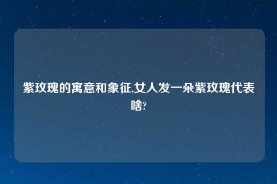 紫玫瑰的寓意和象征,女人发一朵紫玫瑰代表啥?