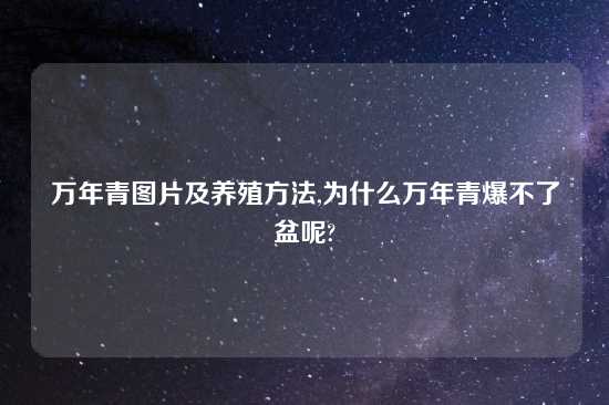 万年青图片及养殖方法,为什么万年青爆不了盆呢?